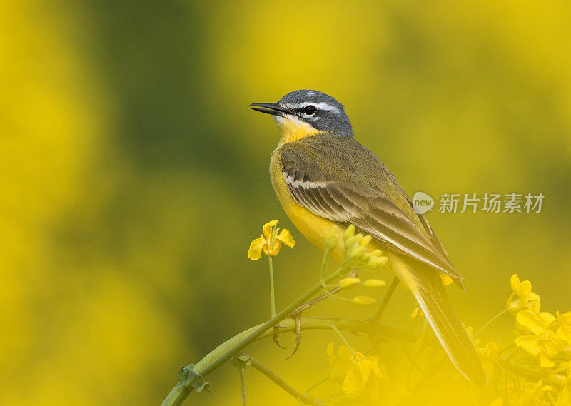 西黄瓦格尾 （莫塔西拉弗拉瓦） 油菜花